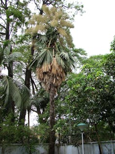A tall palm tree with feathery protrusions.