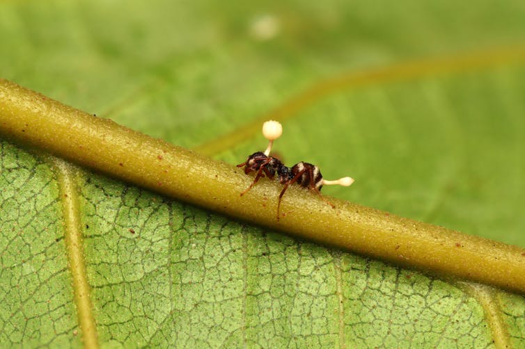 An ant with fungal growths growing from its head and abdomen, on a green leaf