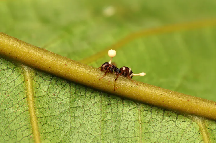 An ant with fungal growths growing from its head and abdomen, on a green leaf