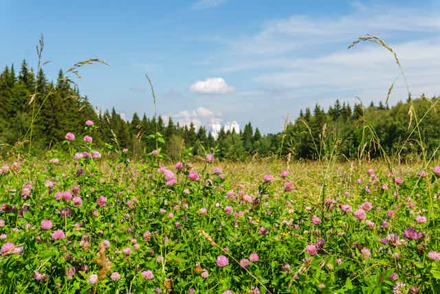 a field of clover in the foreground with trees and a city on the horizon