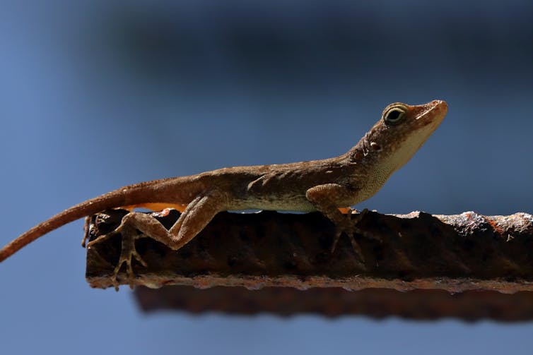 a brown lizard perched on a rusted rod