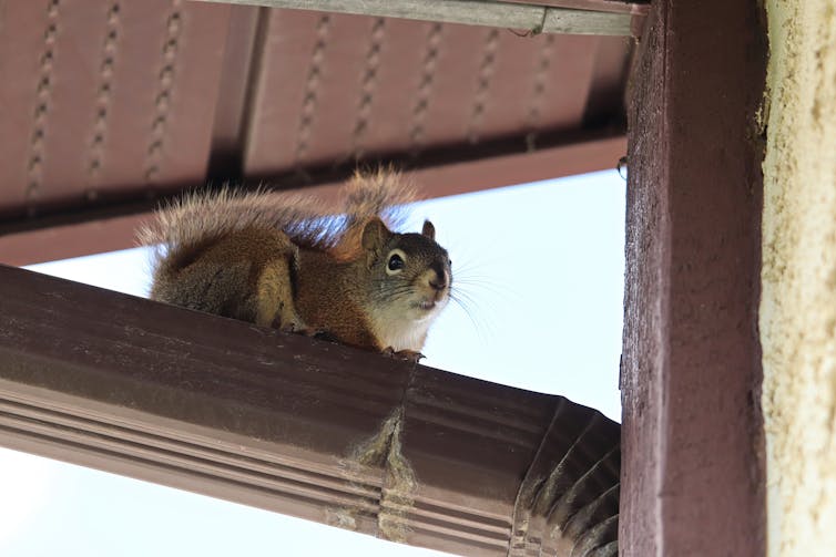 a red squirrel perched in an eavestrough