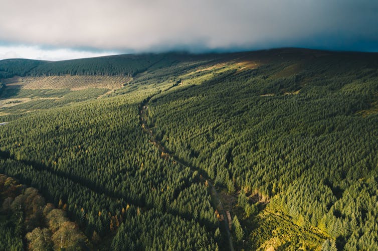 Aerial view of a forest