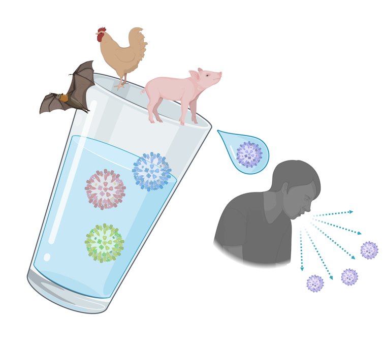 A cup of water containing viruses inside of it, with a fruit bat, chicken and pig standing on top of it. A drop of water with a new virus is falling toward a person, spreading more virus through coughing.