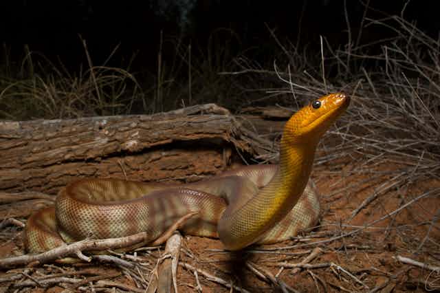 Un python woma dans la nature