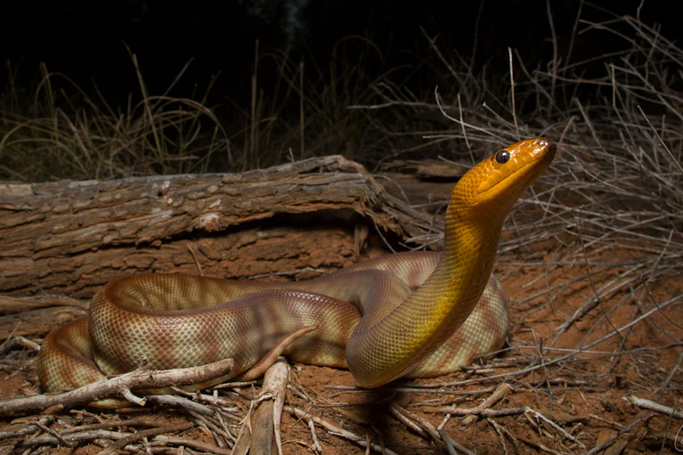 Un python woma dans la nature