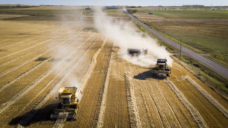 Overhead view of two tractors harvesting wheat in a huge field