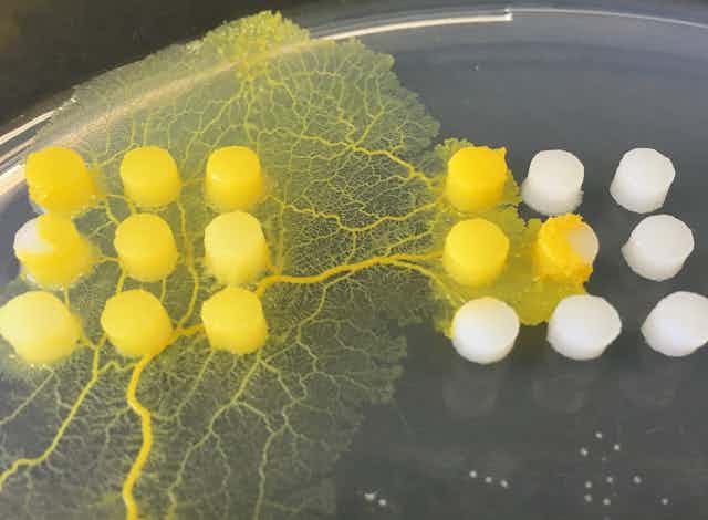 Yellow veins and webbing are spread out flat on a petri dish across two 3x3 grids made of short white cylinders 