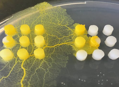 This freaky slime mould from HBO's The Last of Us isn't a fungus at all – but it is a brainless predator