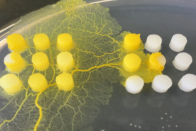 Yellow veins and webbing are spread out flat on a petri dish across two 3x3 grids made of short white cylinders