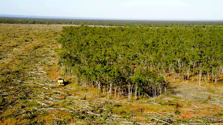 Large trees being felled as native forest is cleared in Queensland