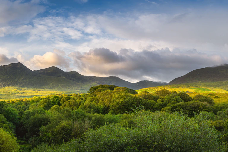 Forest with moody hills in background