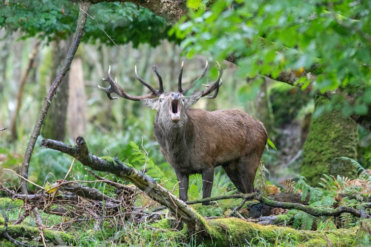 Deer stag in woodland