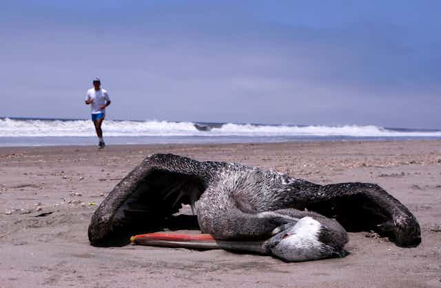 A dead pelican on a beach with a man running in the background.