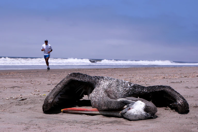 A dead pelican on a beach with a man running in the background.