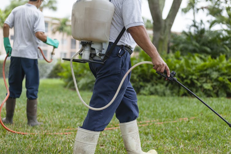 Two men with sprayers connected to hoses walk across a lawn, spraying it. One has a backpack container with liquid inside.