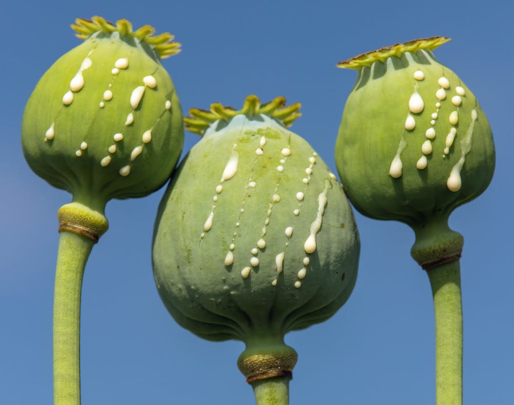 Opium Drug Plant Genome Reveals When Opium Poppy Became A Painkiller