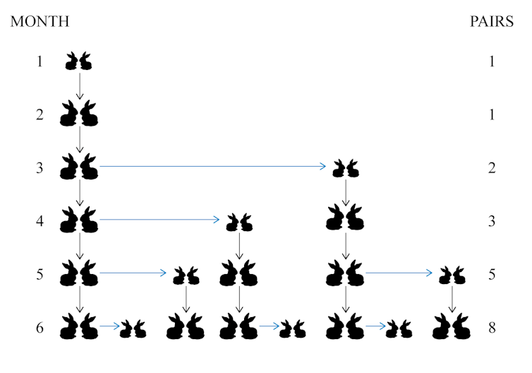 diagram of how many rabbits you'll have month by month