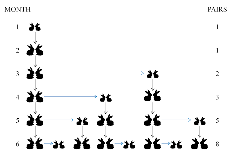 diagram of how many rabbits youll have month by month