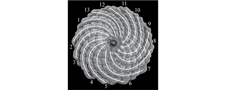 'petals' on the base of a pine cone spiral outward from the center in 13 lines