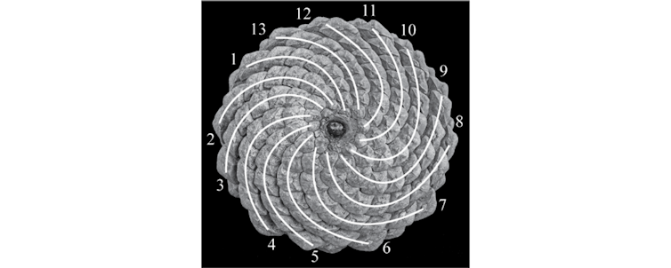 petals on the base of a pine cone spiral outward from the center in 13 lines