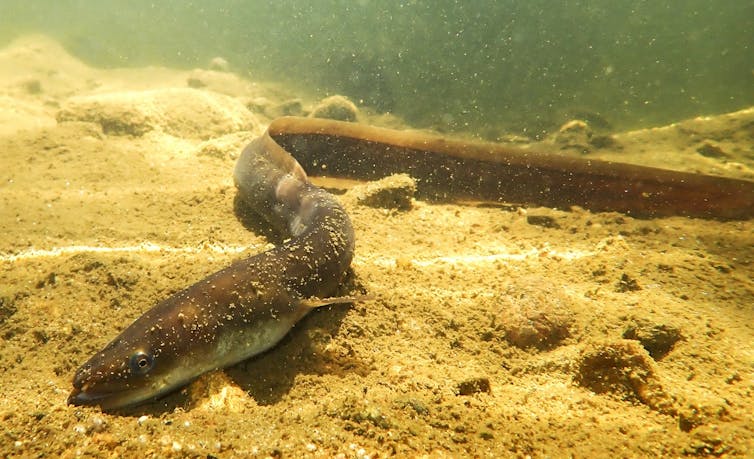 Eels have fascinated us for ages - now we need to stop eating them