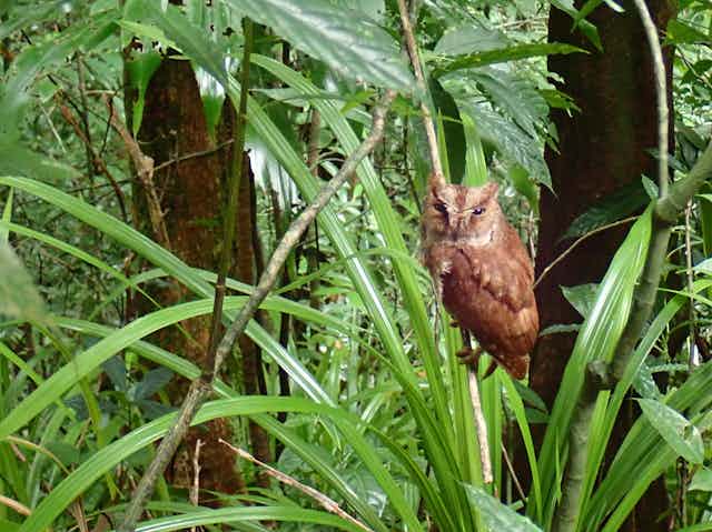 A small, brown owl