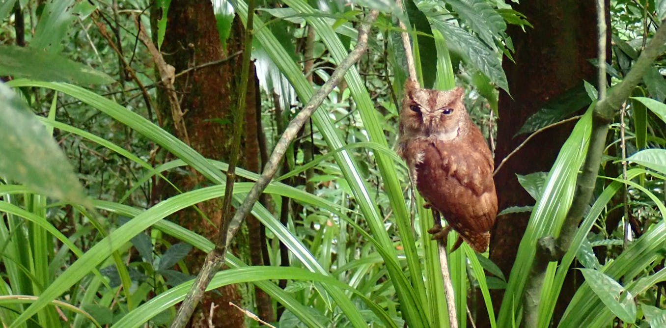 Biologists discovered a new species of tiny owl on the forested island of Príncipe, and it’s already under threat –Podcast