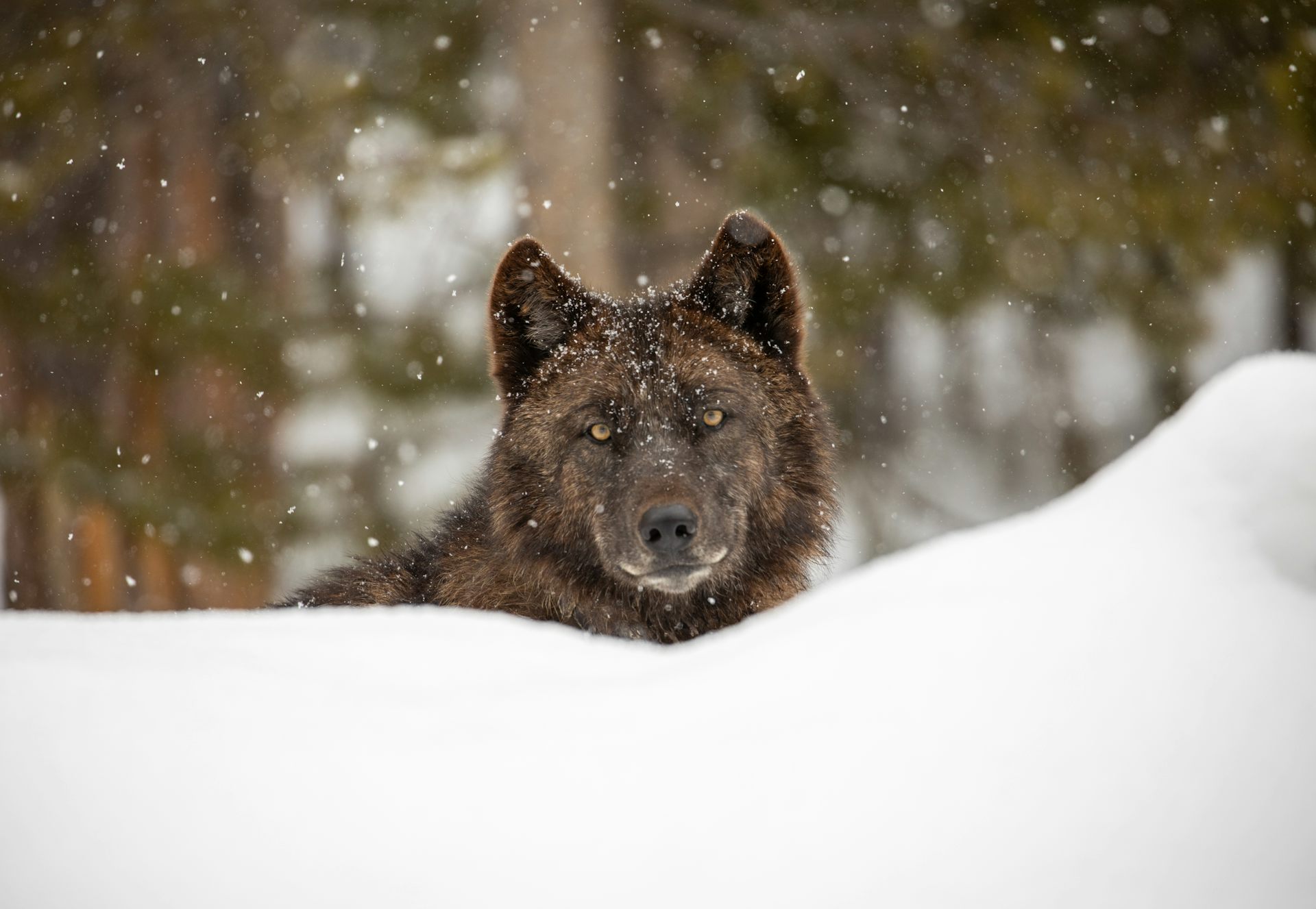 Wolf restoration in Colorado shows how humans are rethinking their