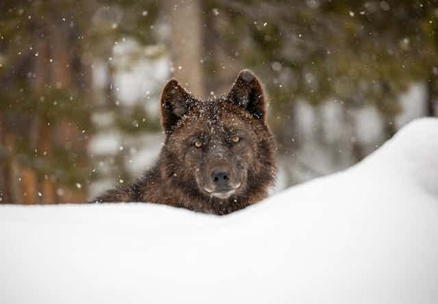 A wolf stares at the photographer over a snowbank