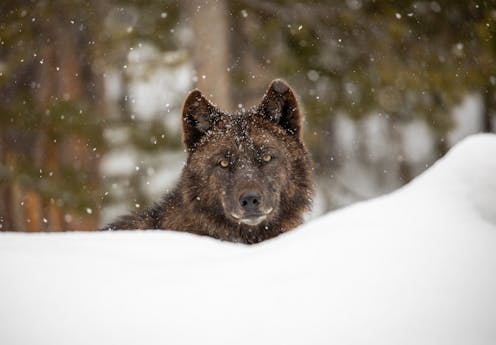 Wolf restoration in Colorado shows how humans are rethinking their relationships with wild animals