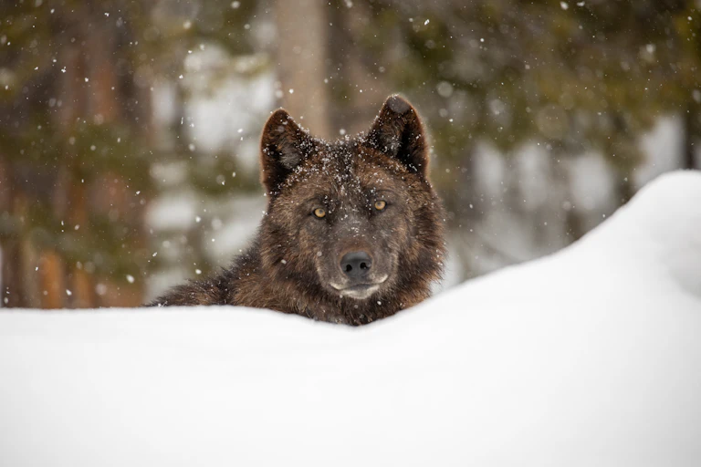 A wolf stares at the photographer over a snowbank