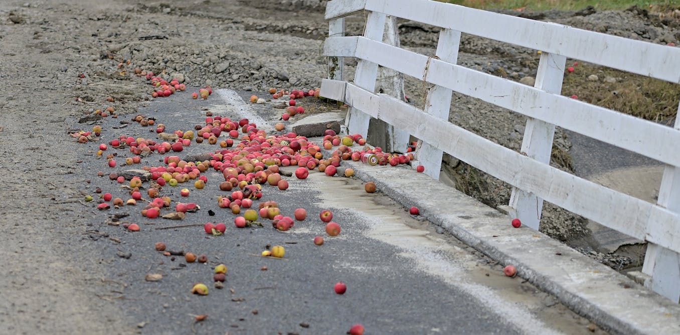 Cyclone Gabrielle hit NZ’s main fruit-growing region hard – now orchardists face critical climatechoices