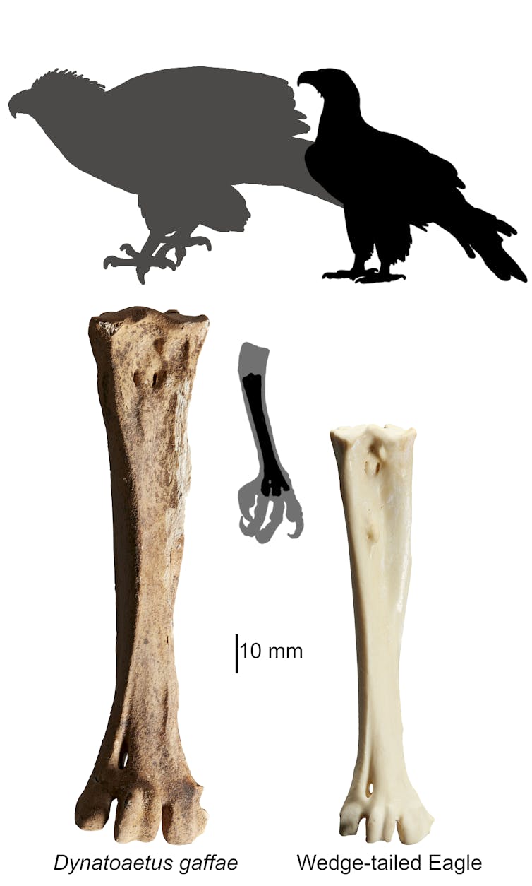 A comparison of the tarsometatarsus (foot bone) of Dynatoaetus and a female Wedge-tailed eagle, with scaled silhouettes of the entire animals.