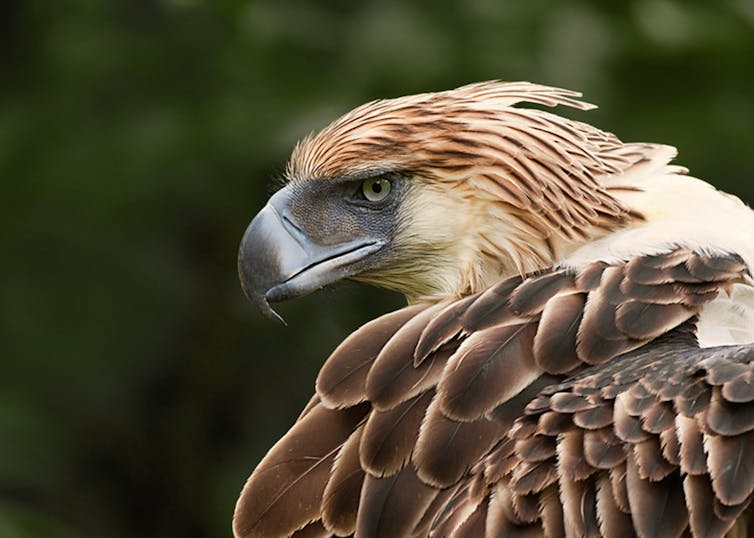 Profile picture of a Philippine eagle.