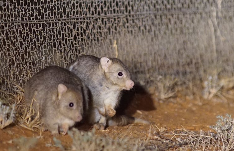 burrowing bettong