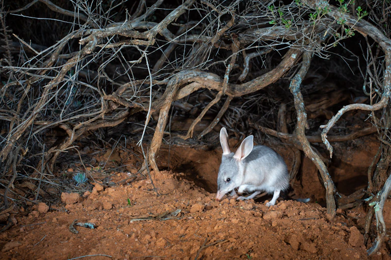 Bilby