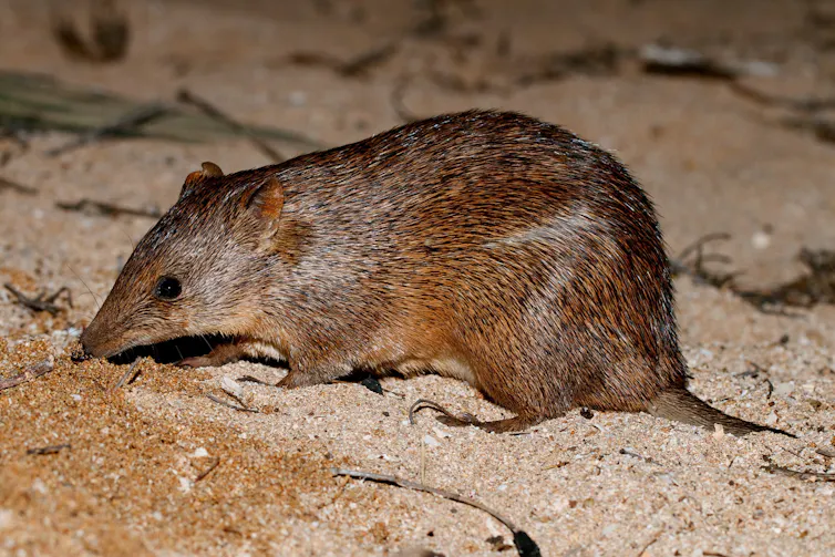golden bandicoot