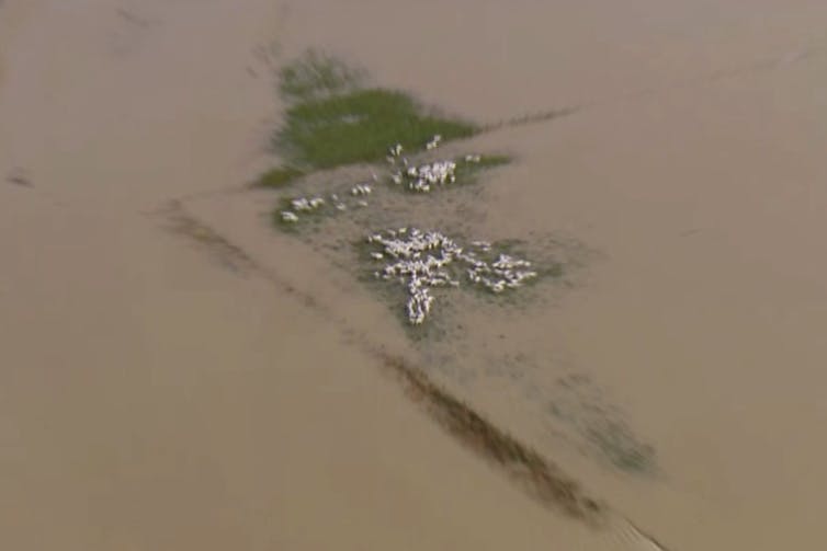 sheep stranded by floodwaters on farm