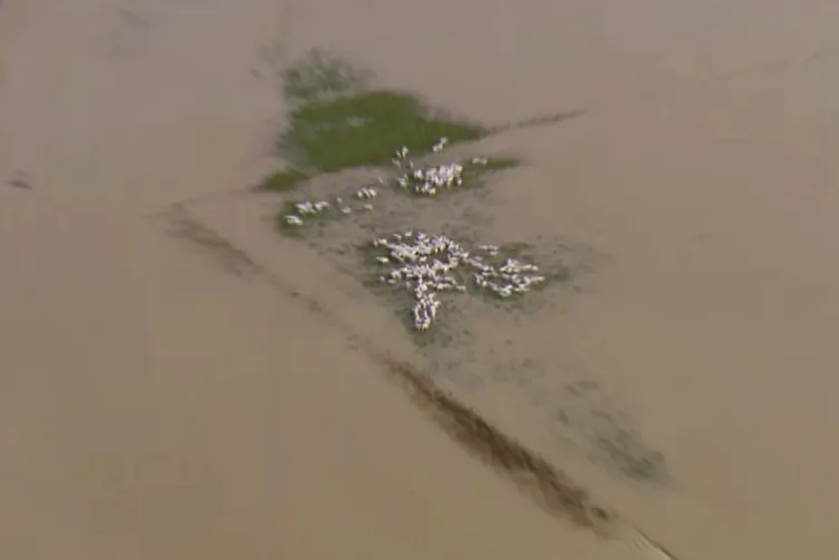 sheep stranded by floodwaters on farm