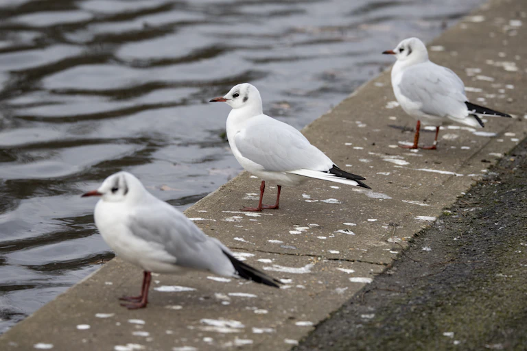 Seaguls