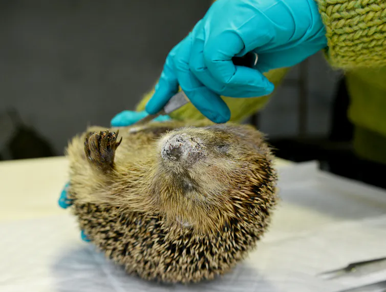 A person with blue gloves holding a dead hedgehog.