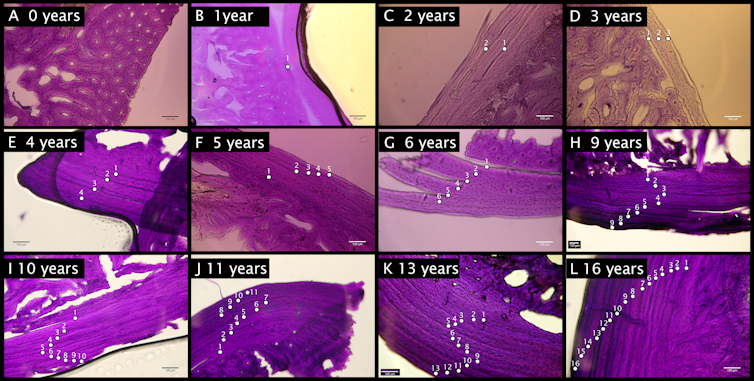 Eight images of stained sections of hedgehog jaws showing year rings.