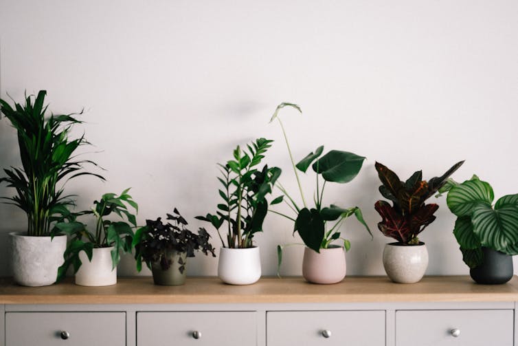 plant pots on a cabinet