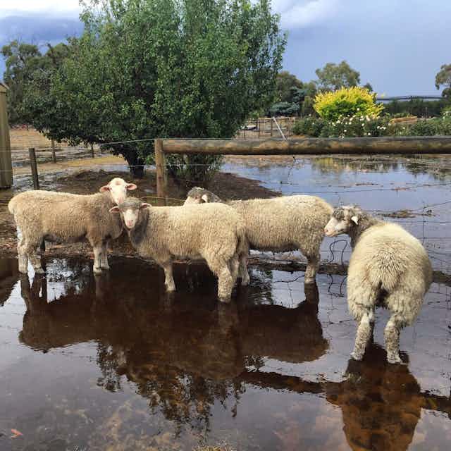 Sheep on a flooded farm, the deluge turned paddocks into lakes.