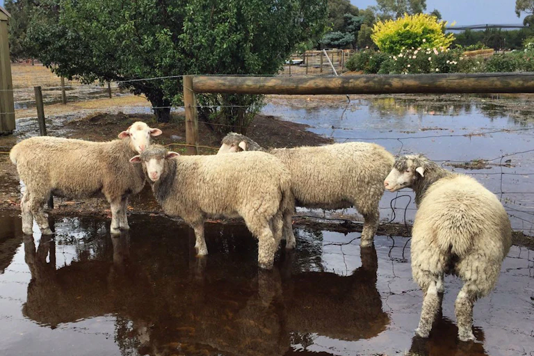 Sheep on a flooded farm, the deluge turned paddocks into lakes.