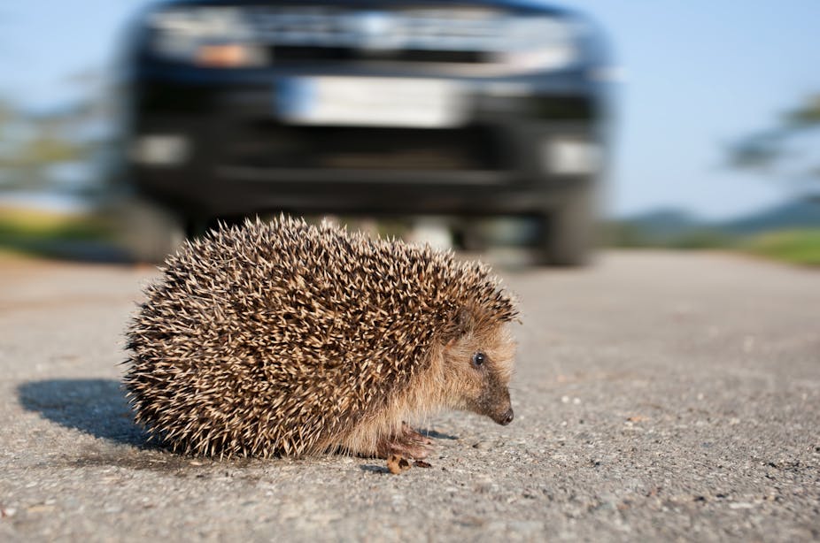 A hedgehog crossing a road in front of a car.