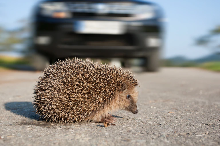 A hedgehog crossing a road in front of a car.