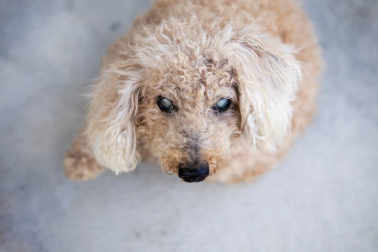 Perro pequeño con los ojos blancos debido a la ceguera.
