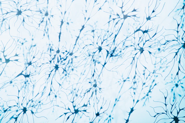 Microscopy image of neurons